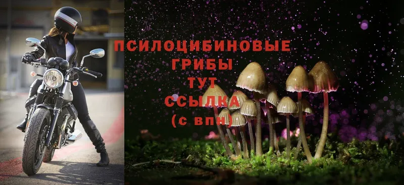 Галлюциногенные грибы Psilocybe  Боготол 